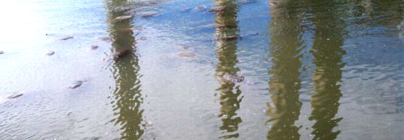 manatees at Apollo Beach